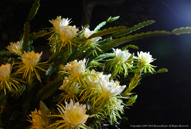Kajita_0730_Punahou-School.jpg