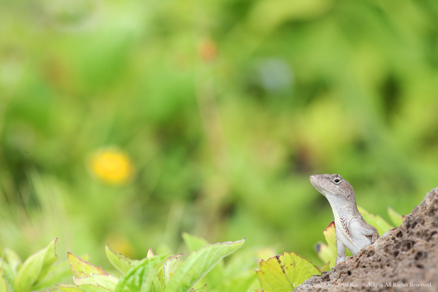 animal#1gekko@Lanikai.jpg