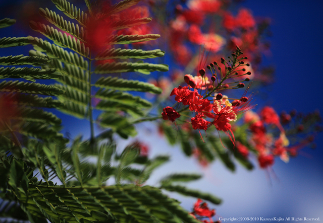 flower-3.jpg