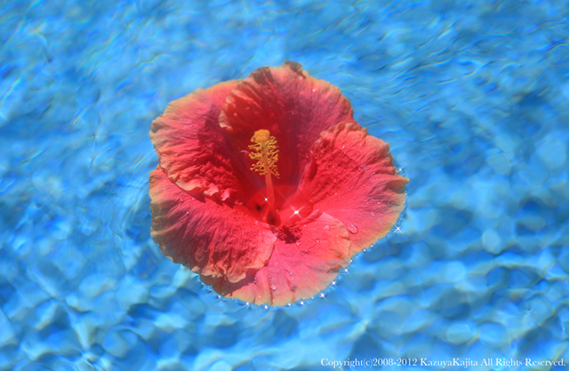 flower-4.jpg