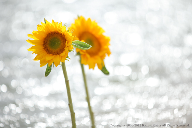 flower-5.jpg