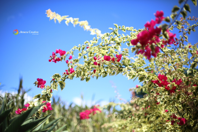 flower17.JPG
