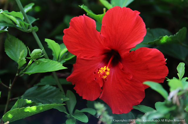 hibiscus-1.jpg