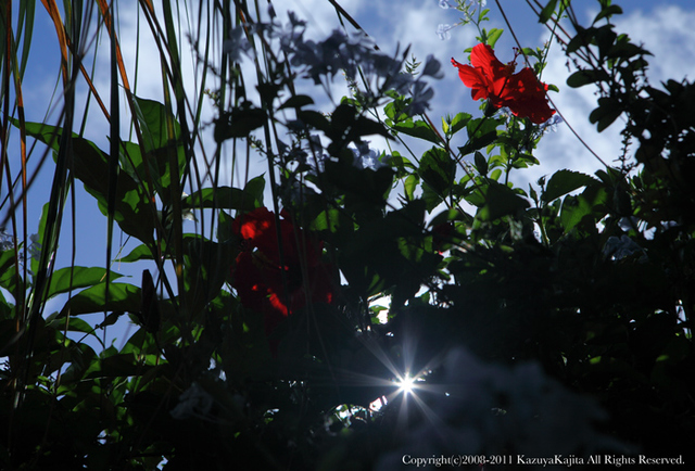 hibiscus-2.jpg