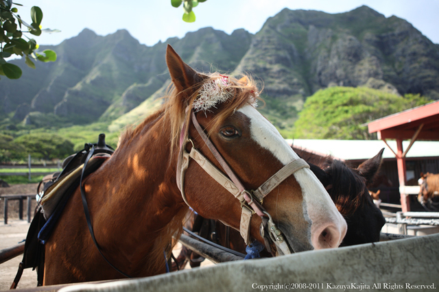 kualoa-ranch-1.jpg