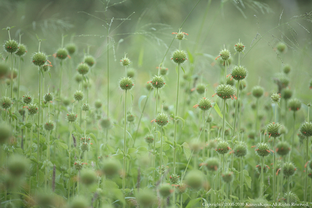 lions-ear-1.jpg