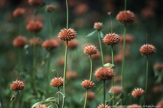 lions-ear-2.jpg