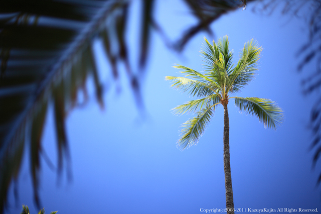 palm-tree-1.jpg
