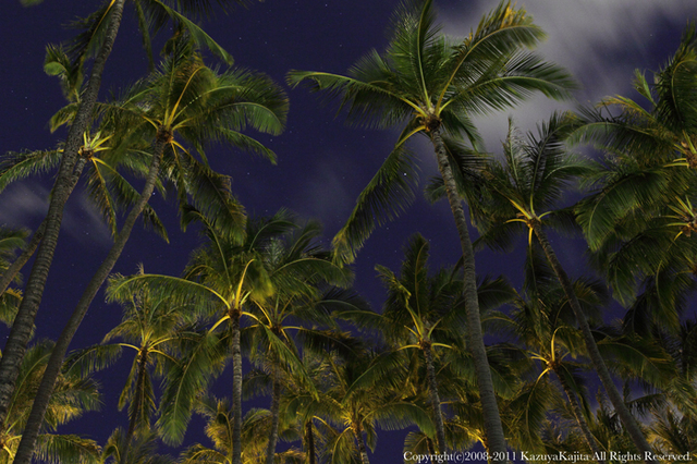 palm-tree-2.jpg