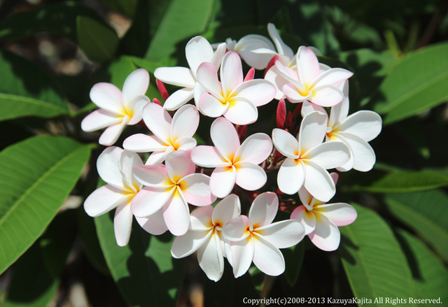 plumeria01.jpg