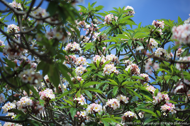 plumeria02.jpg