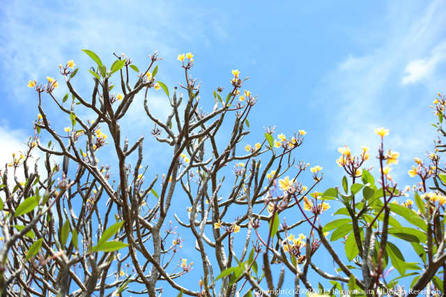 plumeria03.jpg