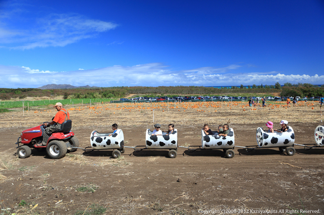 pumpkin-patch-1.jpg
