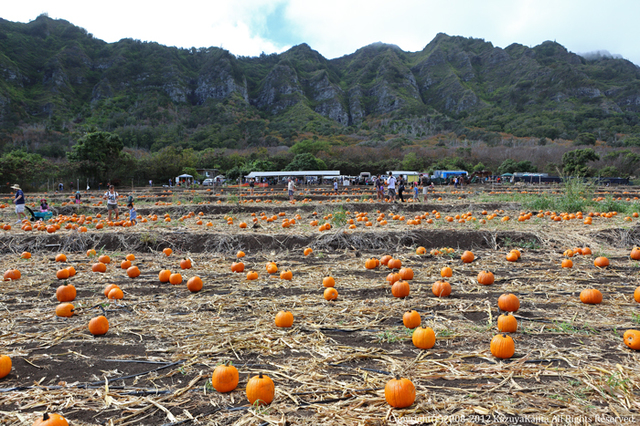pumpkin-patch-2.jpg