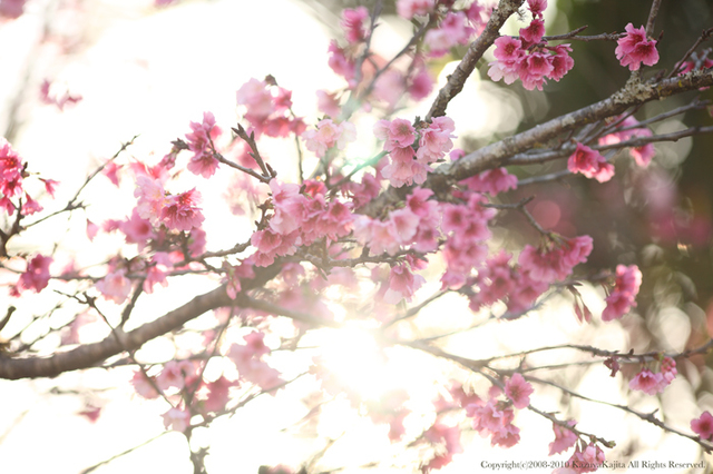 sakura-1.jpg