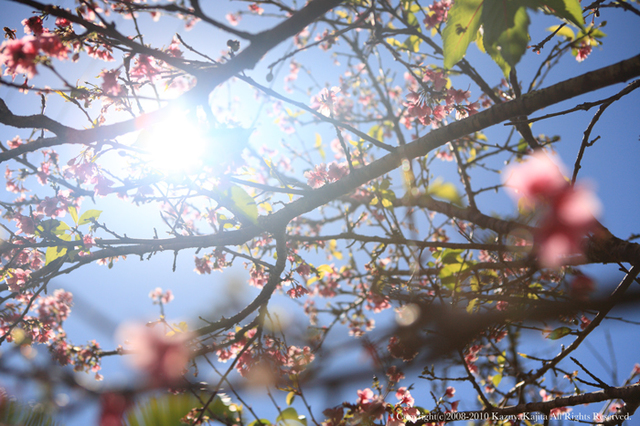 sakura-2.jpg