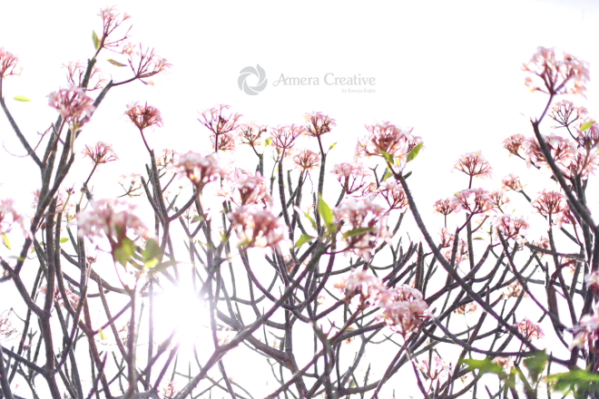 sakura-color-003-5s.JPG