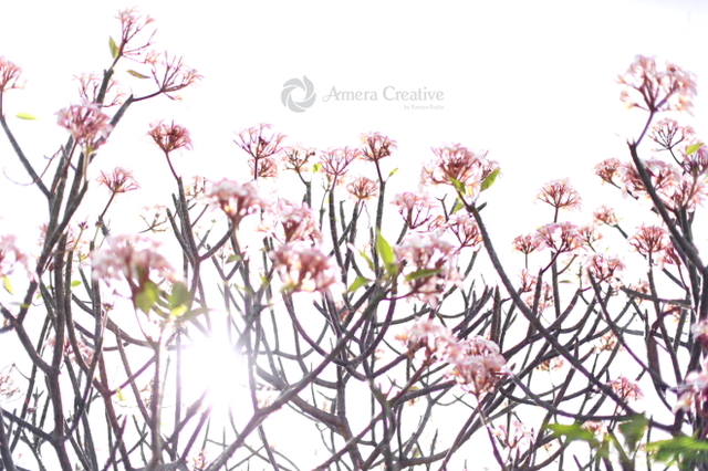 sakura-color-003-5s.JPG