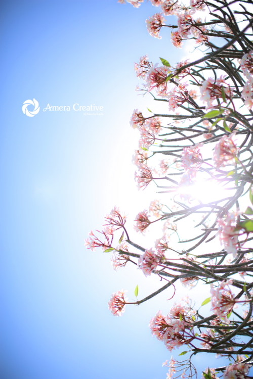 sakura-color-005-2s.JPG