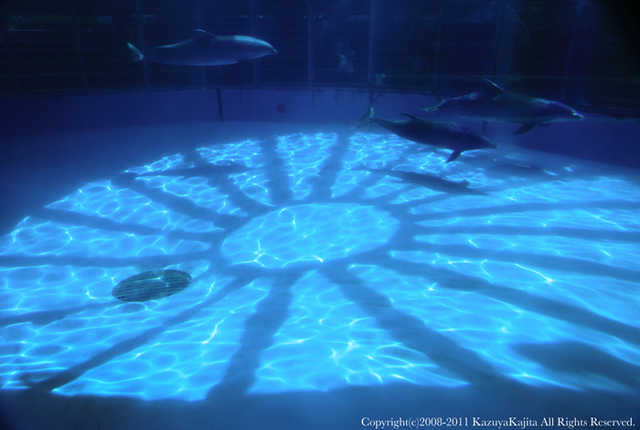 sea-life-park-2.jpg