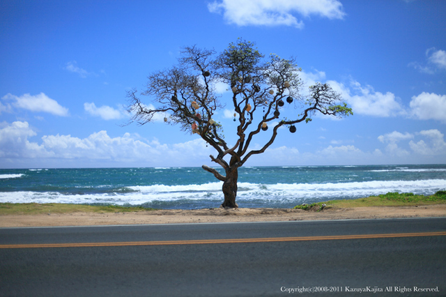 tree-1.jpg