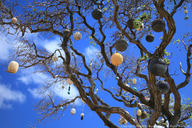 tree-2.jpg