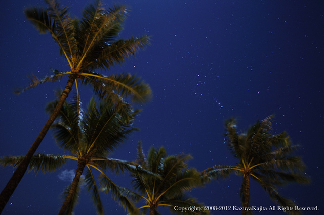 tree-and-orion-1.jpg