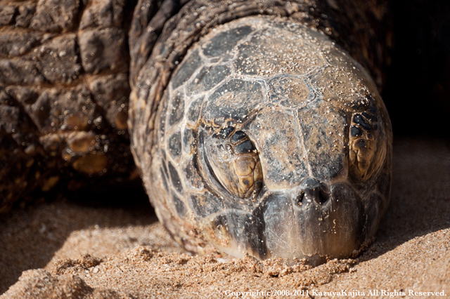 turtle-1.jpg
