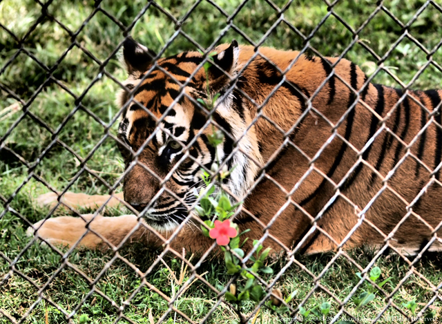 zoo2.jpg